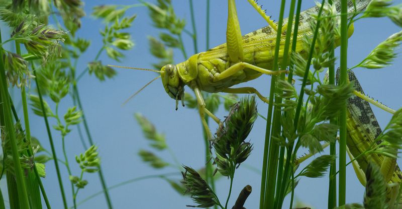 Impact on Insect Populations