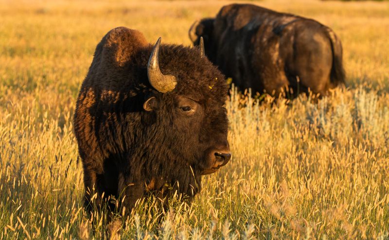 Impact on Prairie Ecosystems