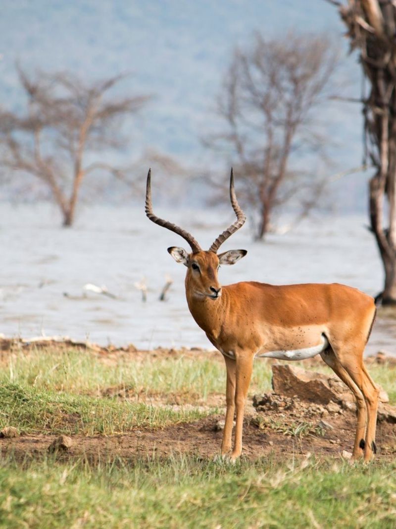 Impala