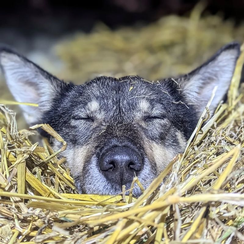 In a Bale of Hay