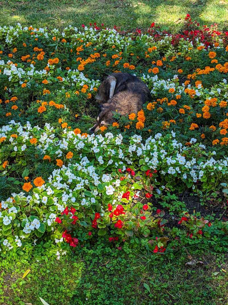 In a Flower Bed