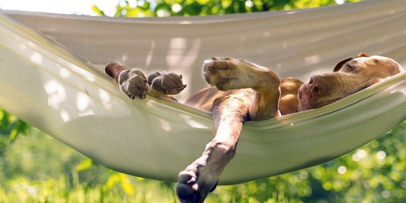 In a Hammock