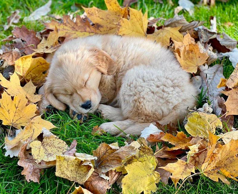 In a Pile of Leaves