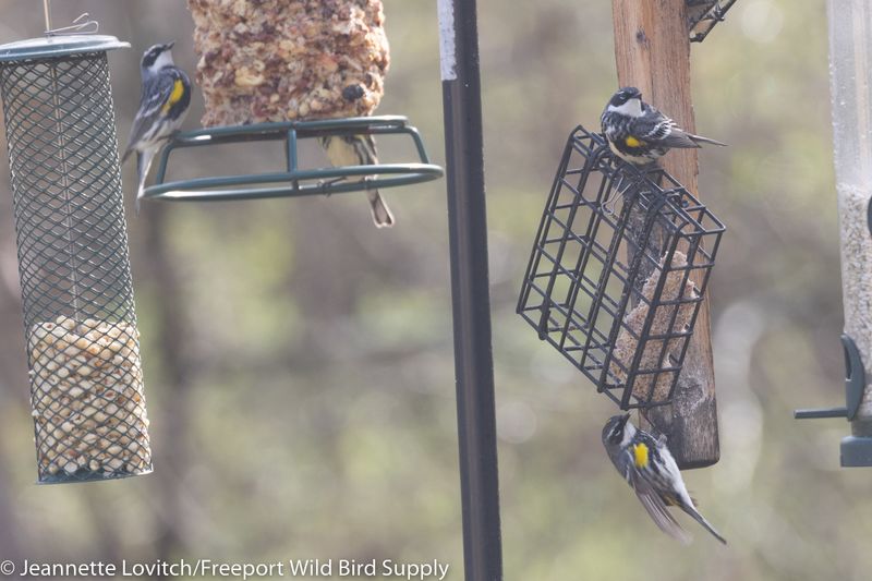 Inadequate Shelter Near Feeders