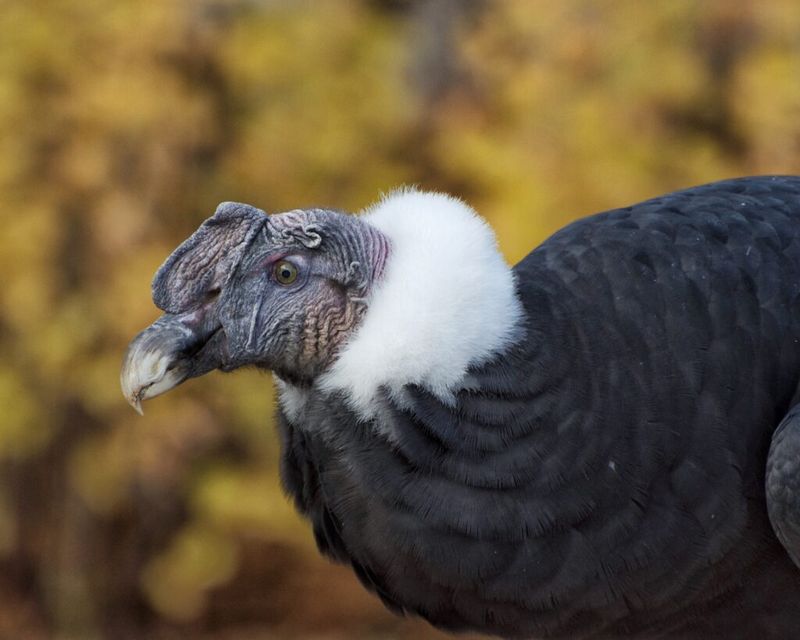 Incan Condors