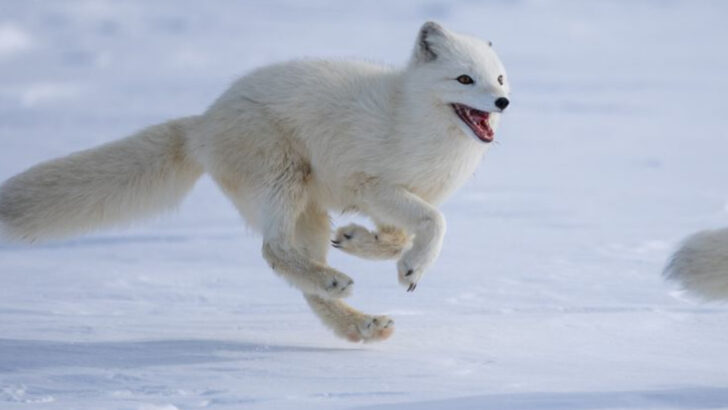 24 Incredible Animals Built for Life in the Harsh Tundra