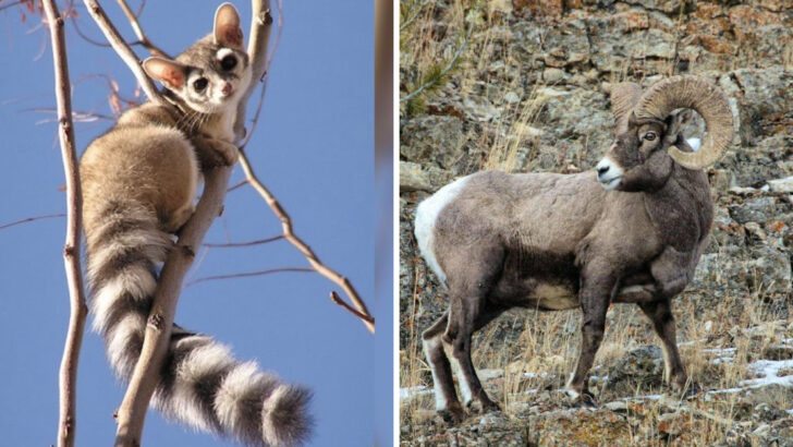 30 Incredible Animals You Can Spot in the Grand Canyon