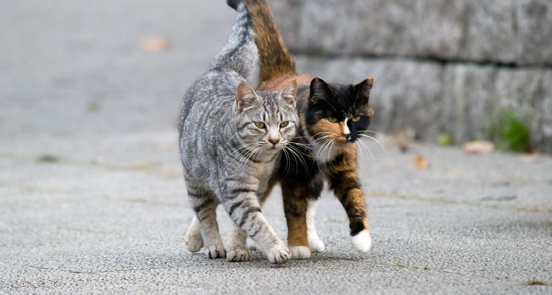Independent Breeding