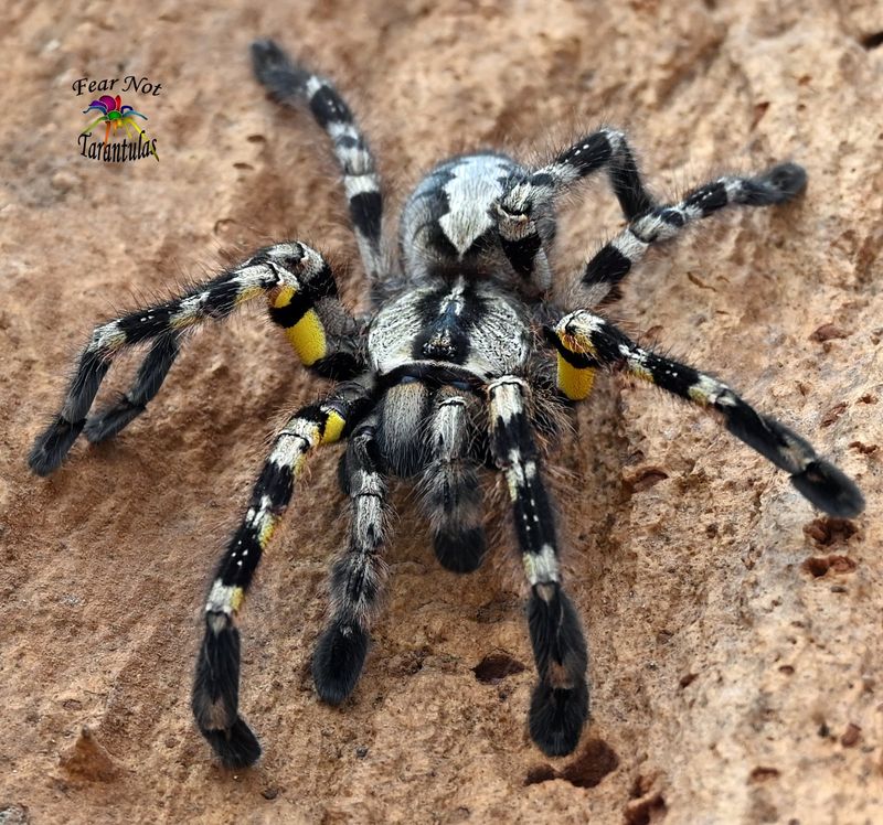 Indian Ornamental Tarantula