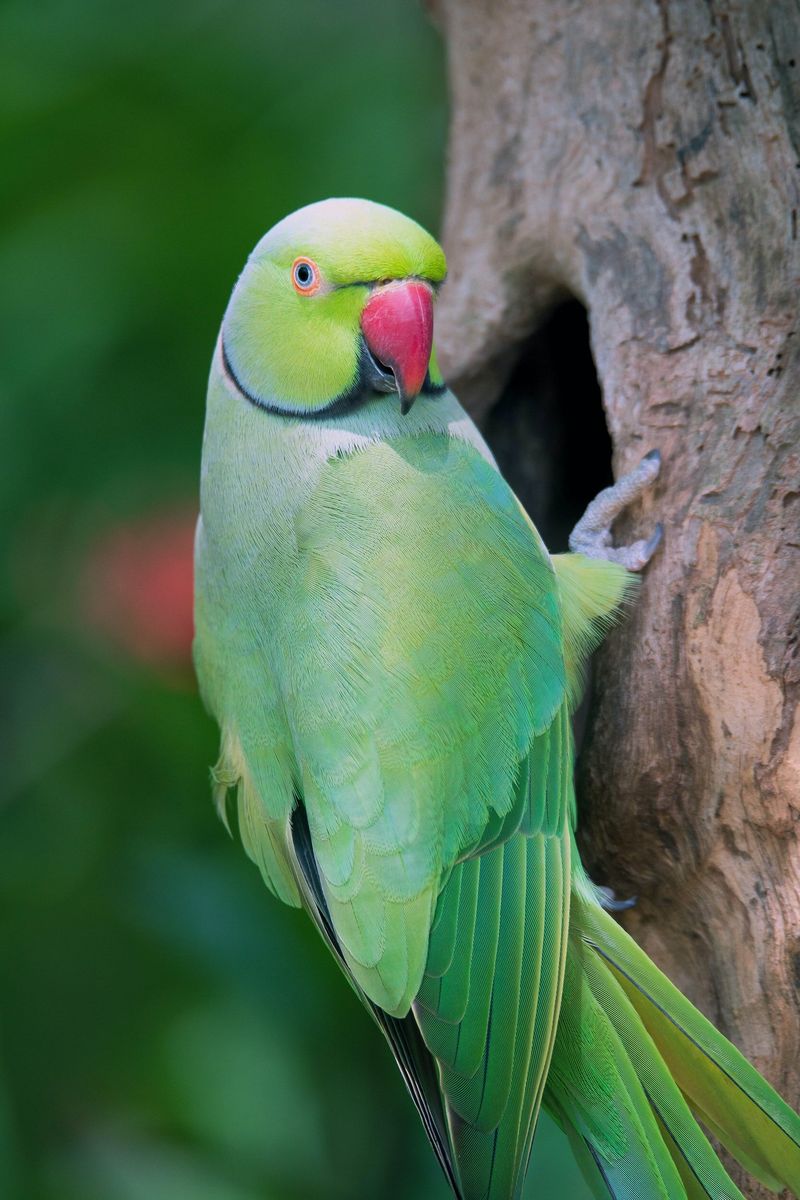 Indian Ringneck Parakeet