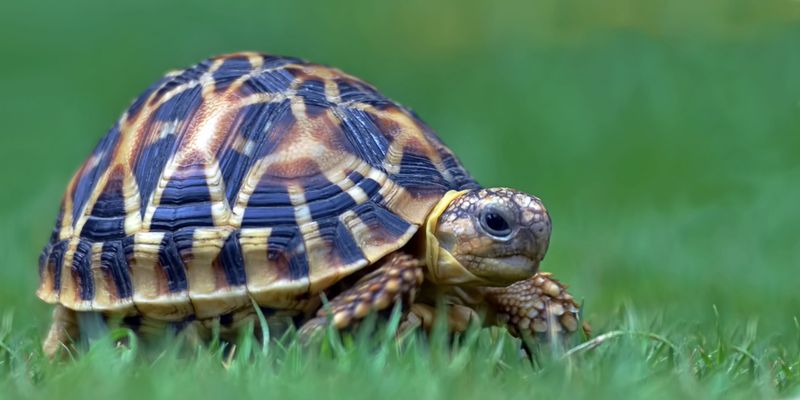 Indian Star Tortoise