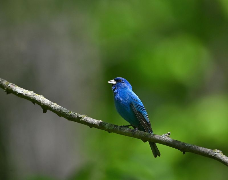 Indigo Bunting