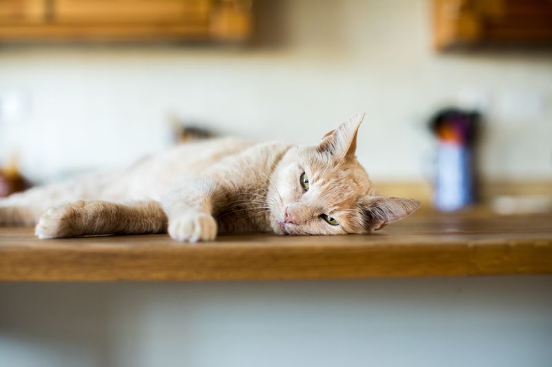 Indoor Cats Can Get Bored