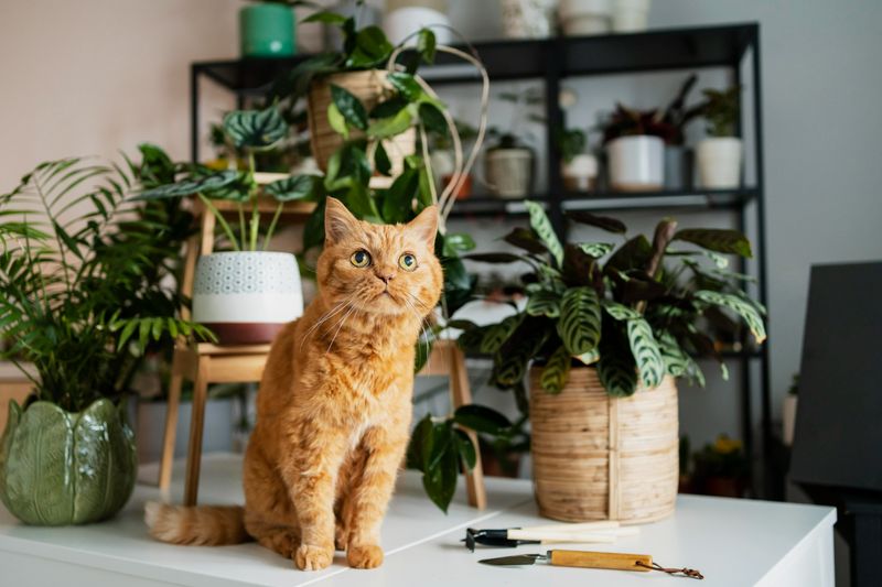 Indoor Plant Dangers