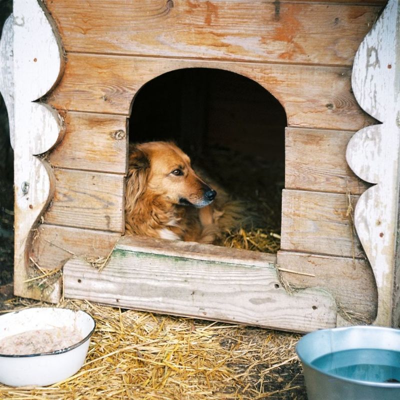 Inside a Doghouse