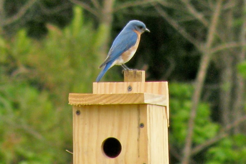 Install Perching Spots