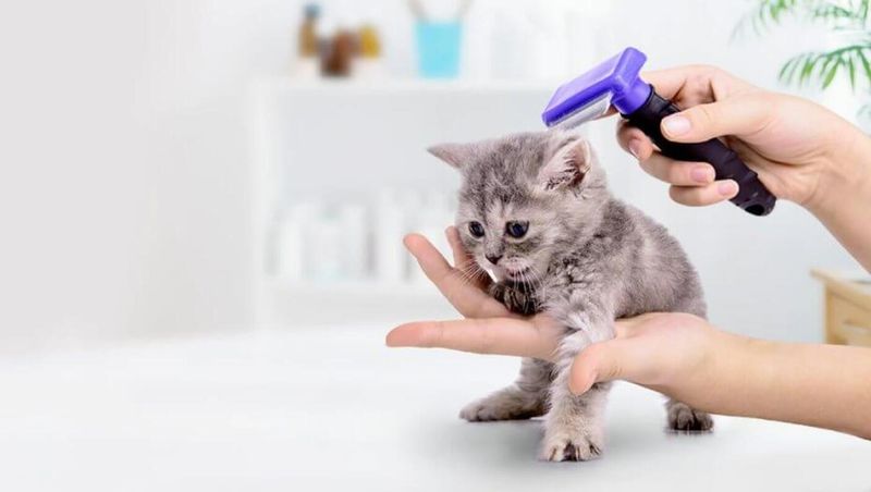 Introduce Grooming to Kittens Early