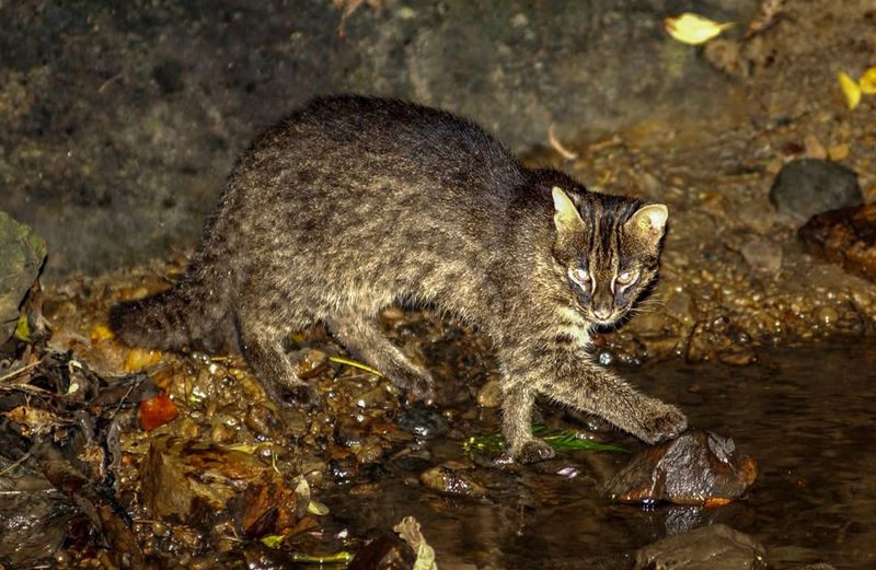 Iriomote Cat