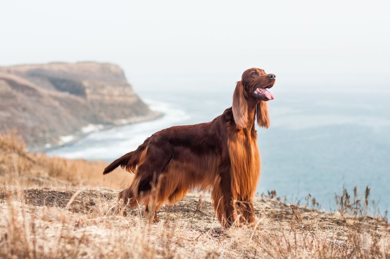 Irish Setter