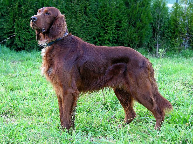 Irish Setter