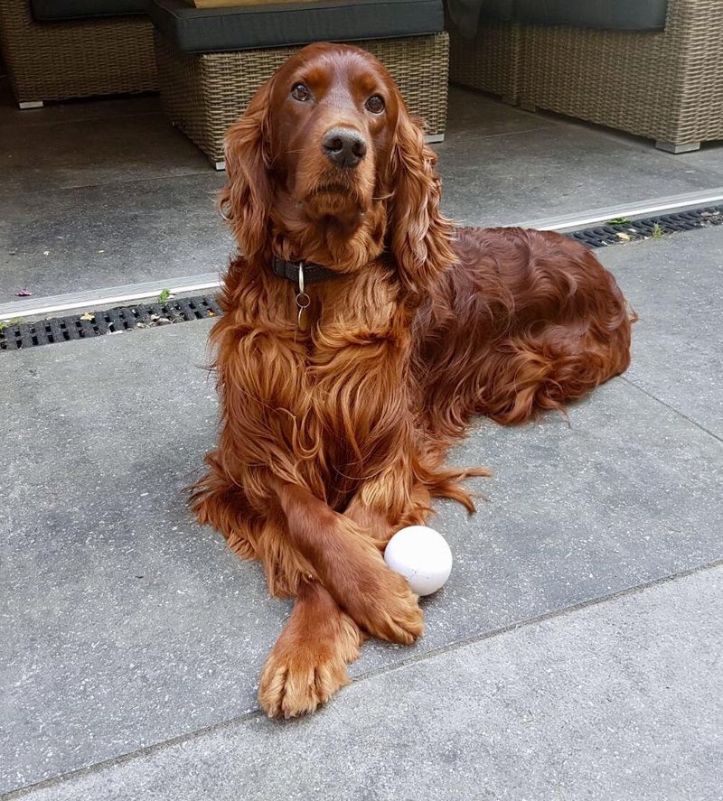 Irish Setter