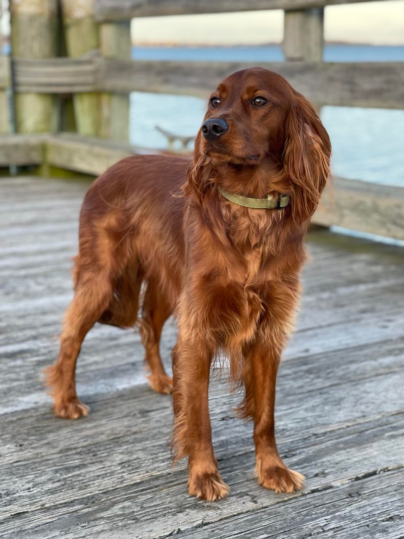 Irish Setter