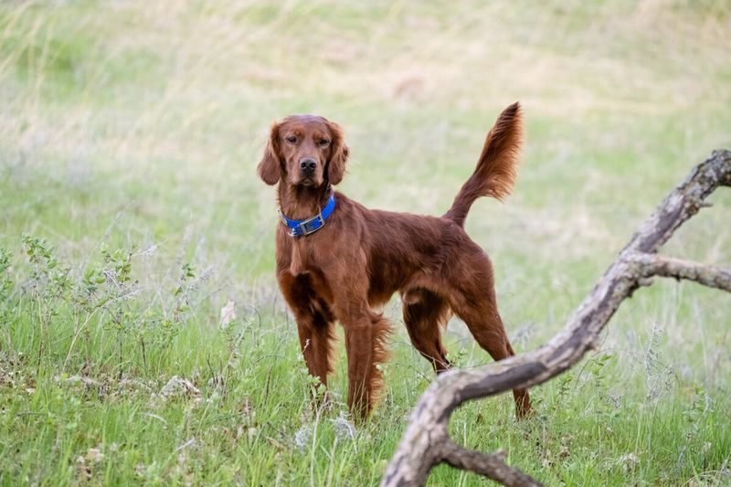 Irish Setter