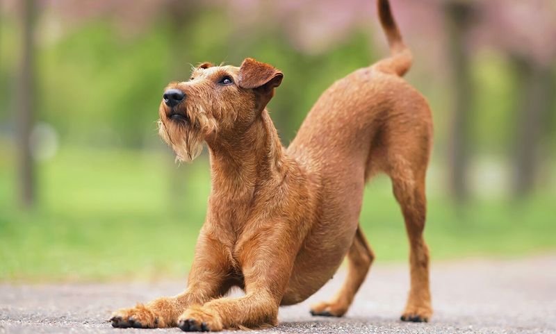 Irish Terrier