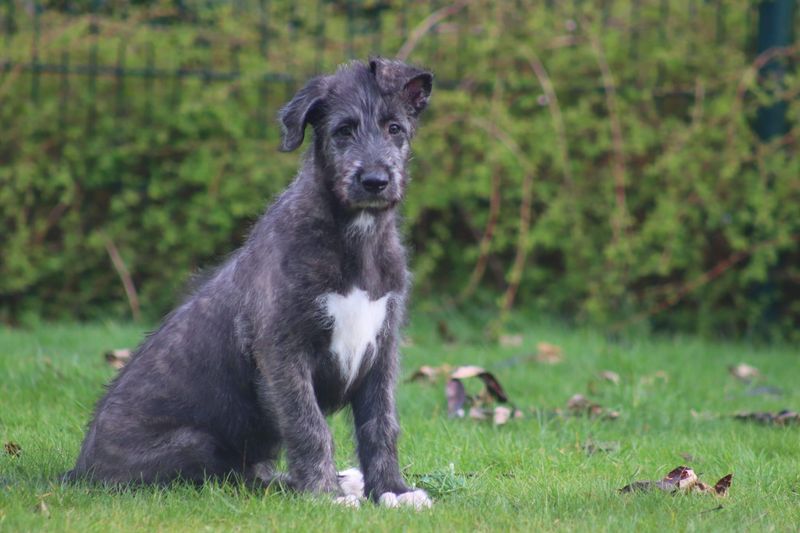 Irish Wolfhound