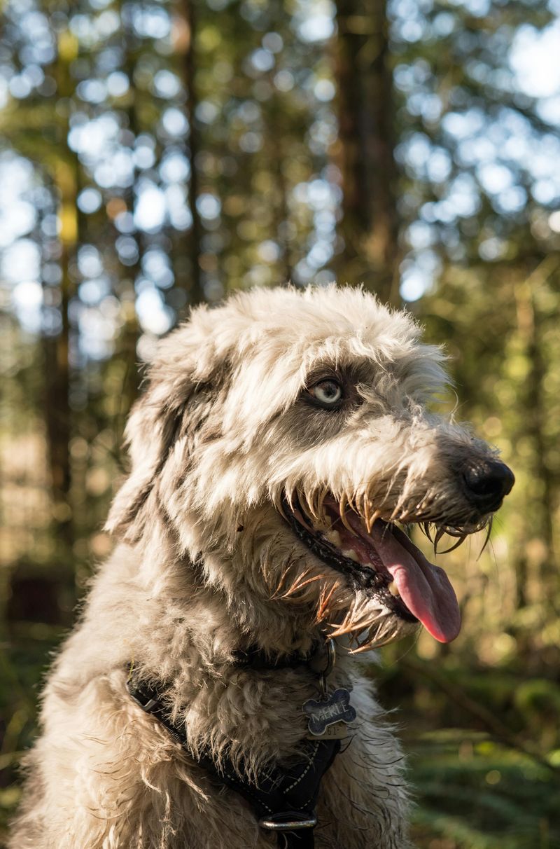 Irish Wolfhound