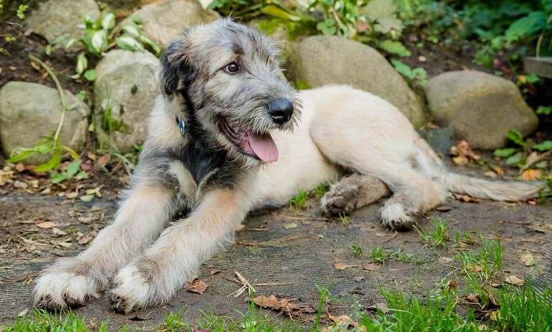 Irish Wolfhound