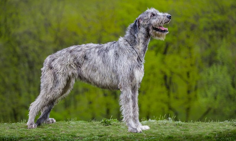 Irish Wolfhound