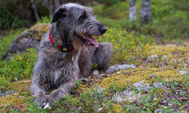 Irish Wolfhound