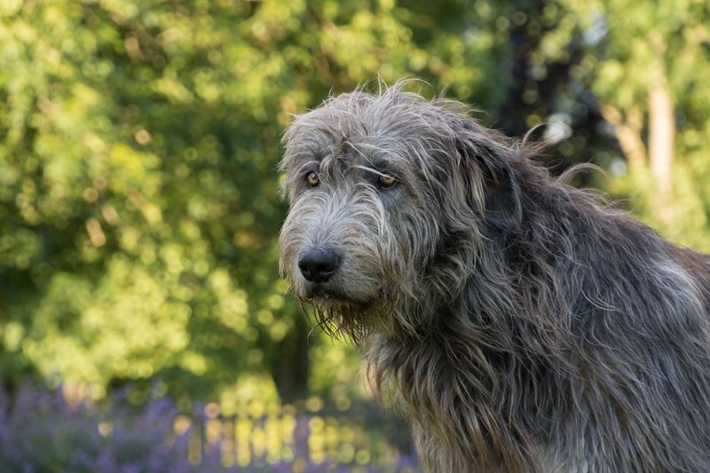 Irish Wolfhound