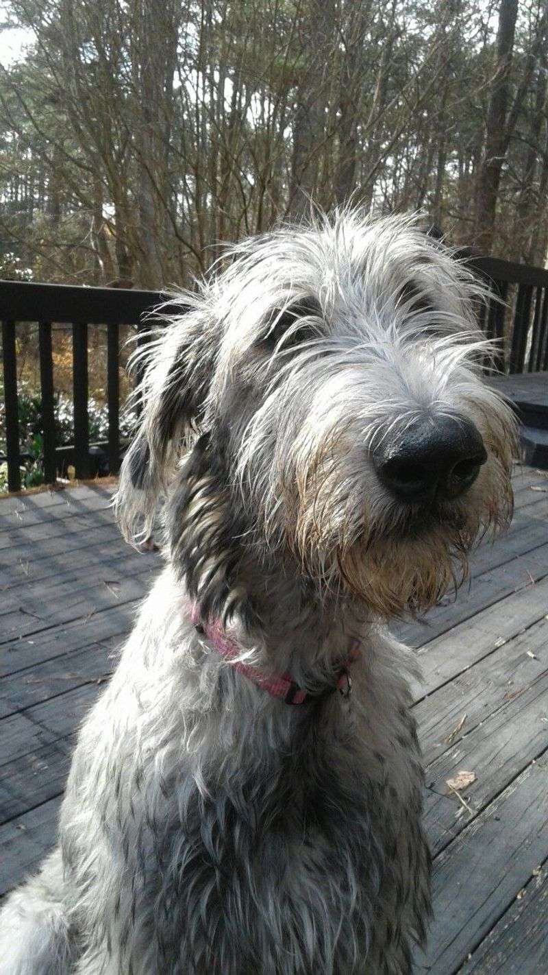 Irish Wolfhound