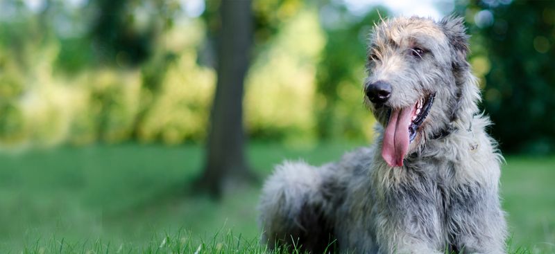 Irish Wolfhound