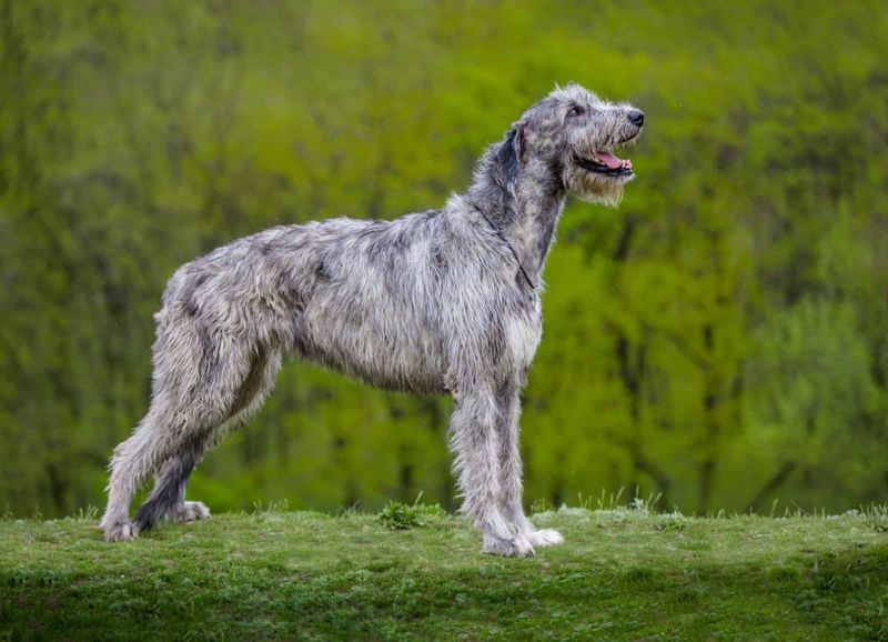 Irish Wolfhound