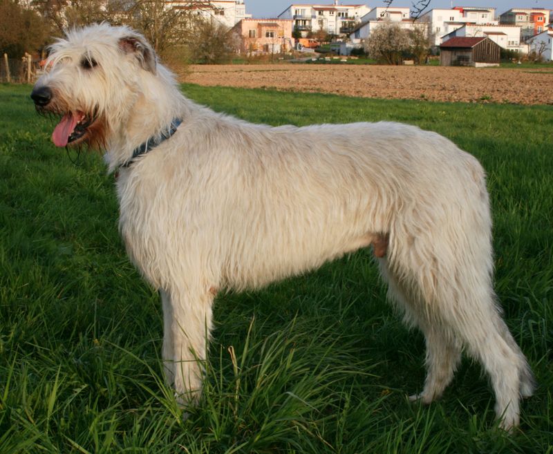 Irish Wolfhound