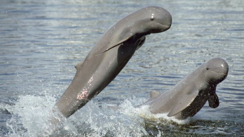 Irrawaddy Dolphin