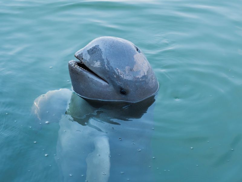 Irrawaddy Dolphin