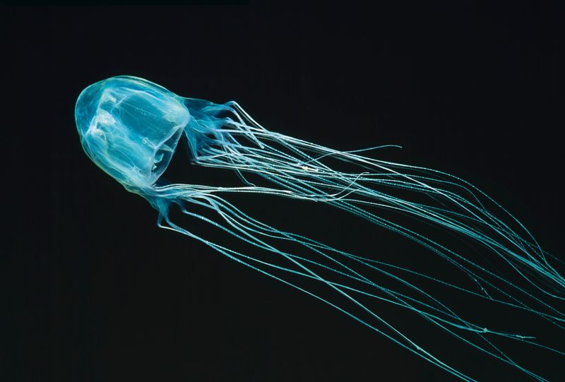 Irukandji Jellyfish