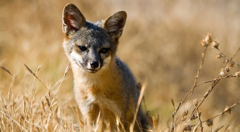 Island Fox