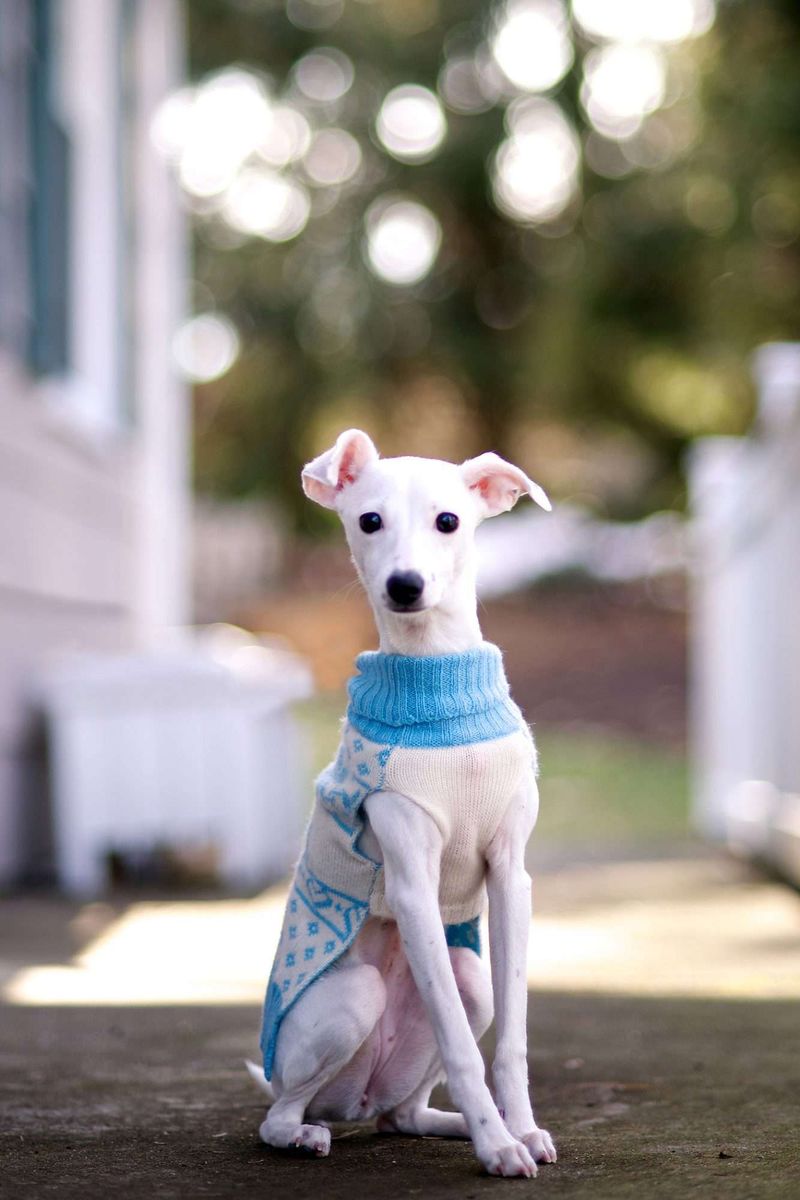 Italian Greyhound