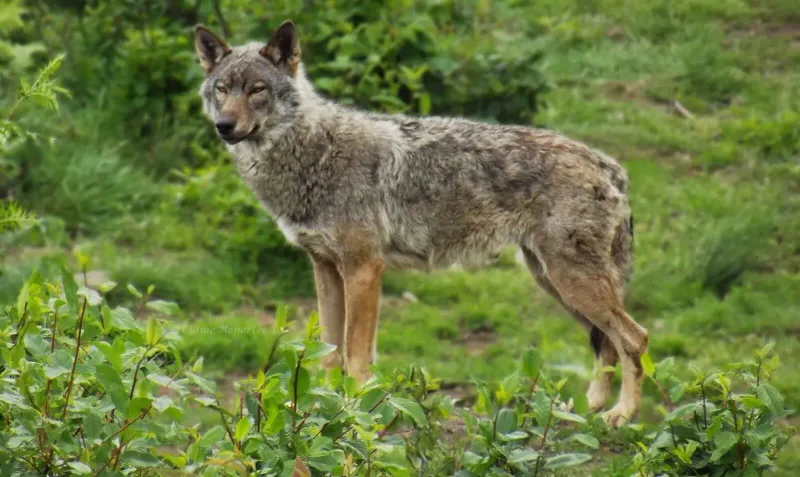 Italian Wolf