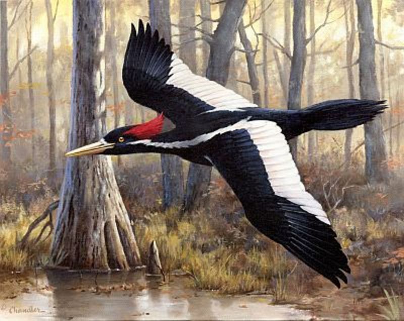 Ivory-billed Woodpecker