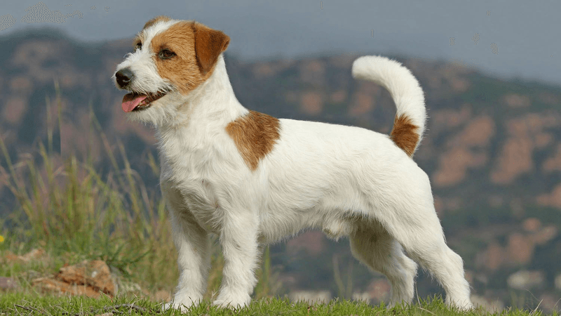 Jack Russell Terrier