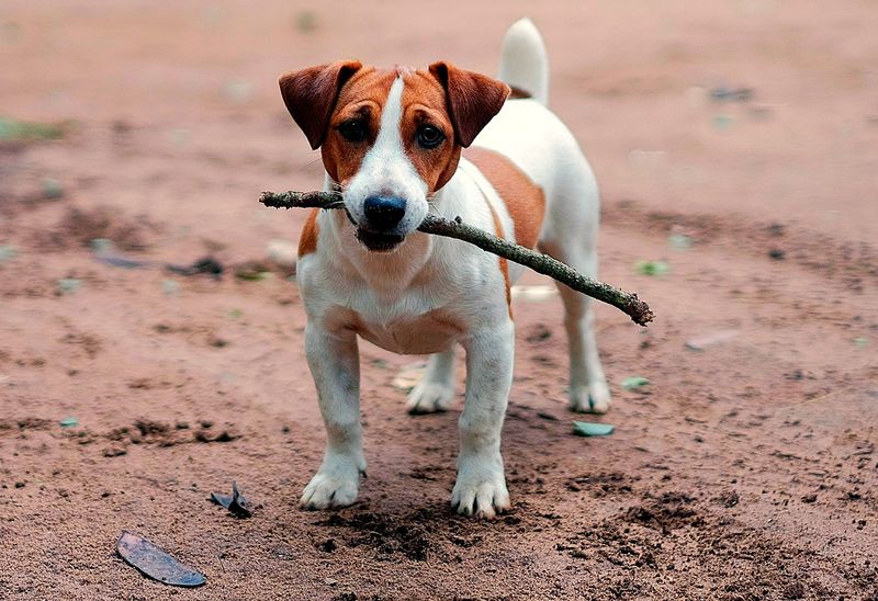 Jack Russell Terrier