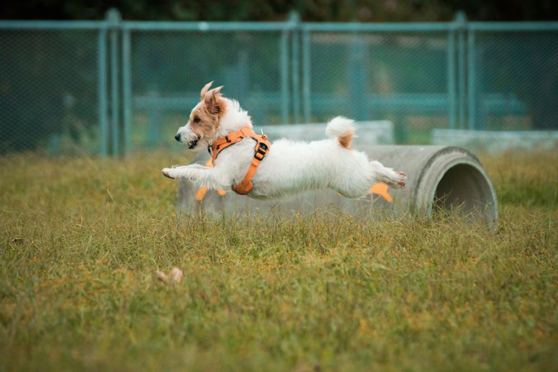 Jack Russell Terrier