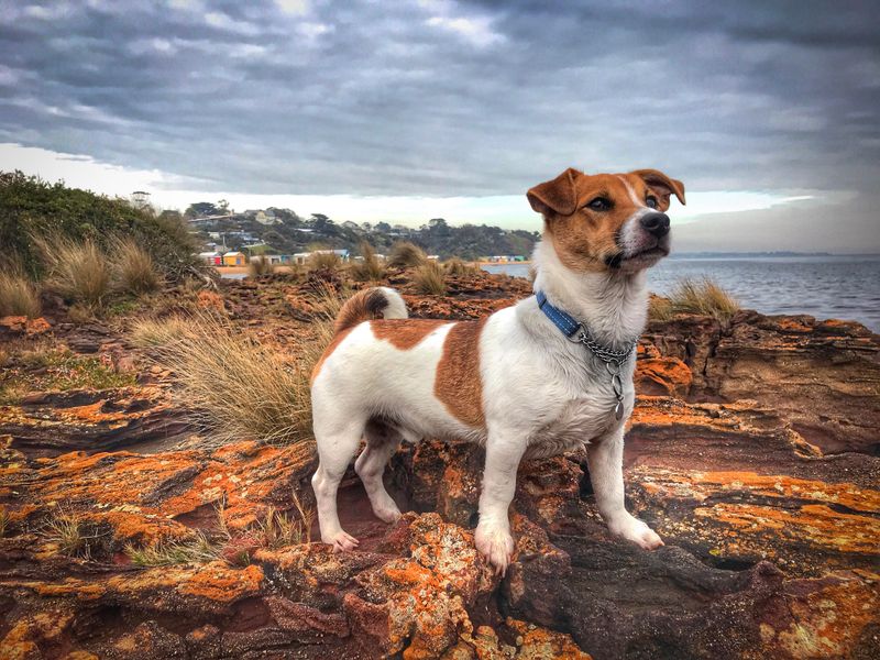 Jack Russell Terrier