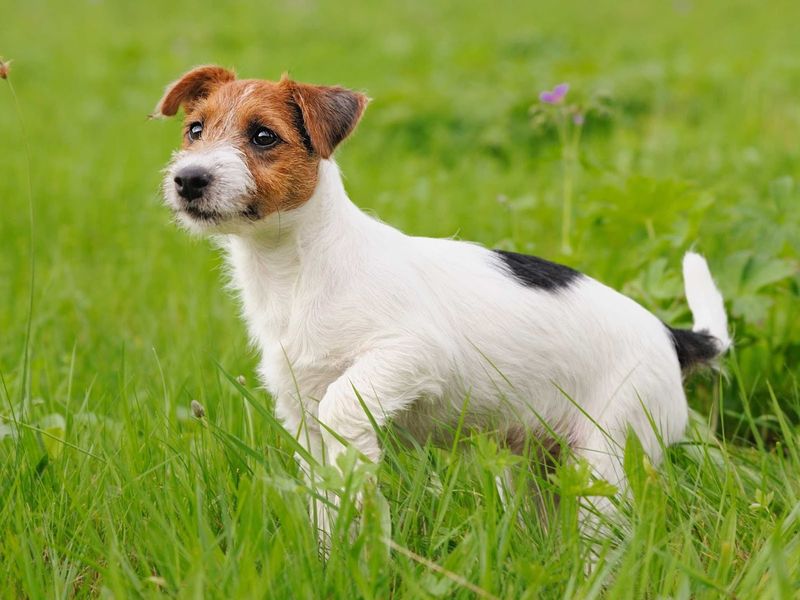 Jack Russell Terrier